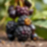 Açai berries in a natural setting