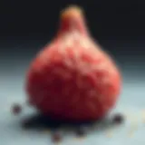 Nutritious sources of B6 vitamin