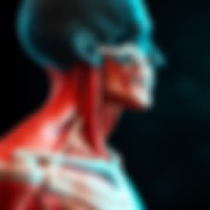 Anatomical illustration of neck extensor muscles
