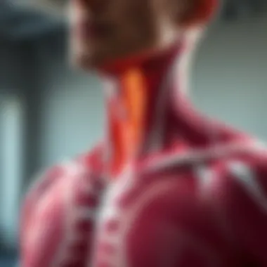 Importance of neck extensor muscles in daily activities