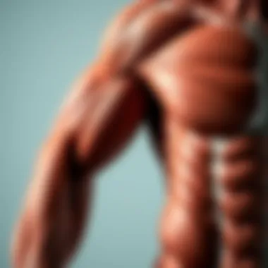 Illustration of muscle structure