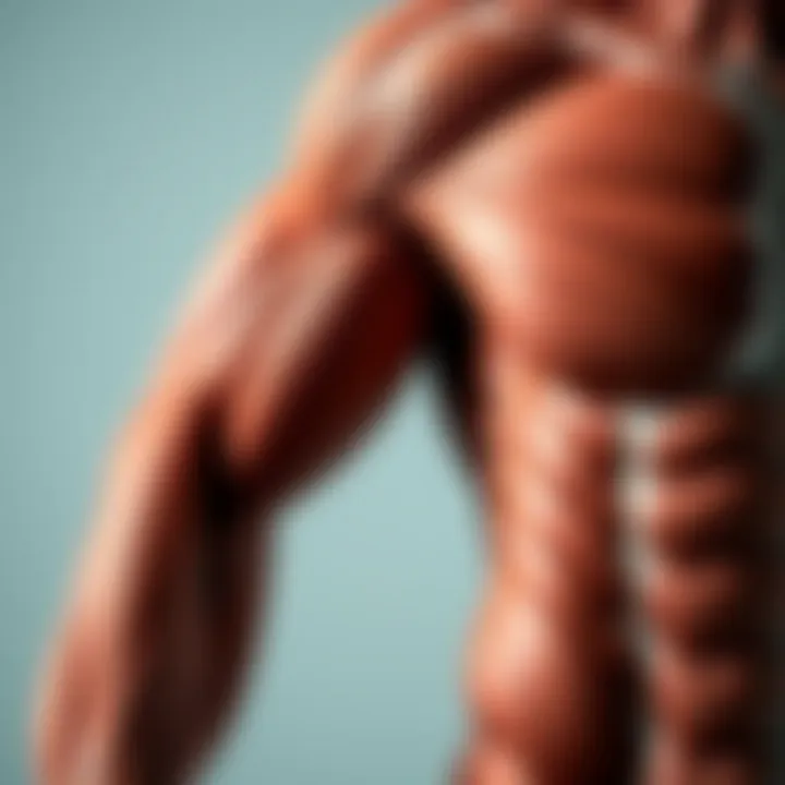 Illustration of muscle structure