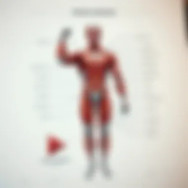 Diagram showing muscle anatomy and function